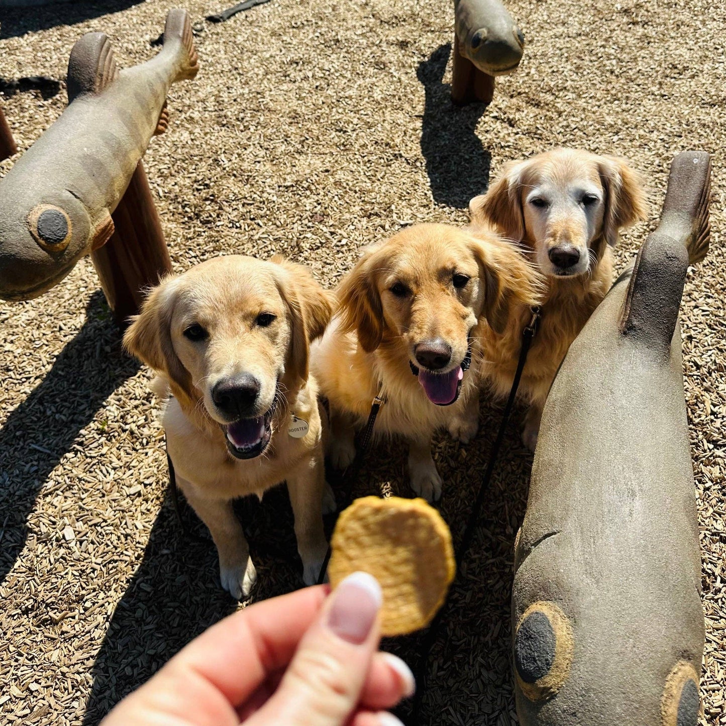Fish Chips Dog Treats: Standard 4oz