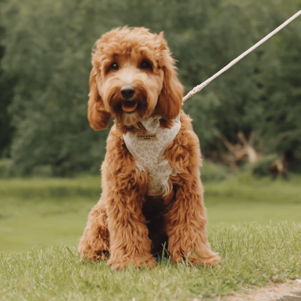Luxe Adjustable Neck Harness - Garden Meadow