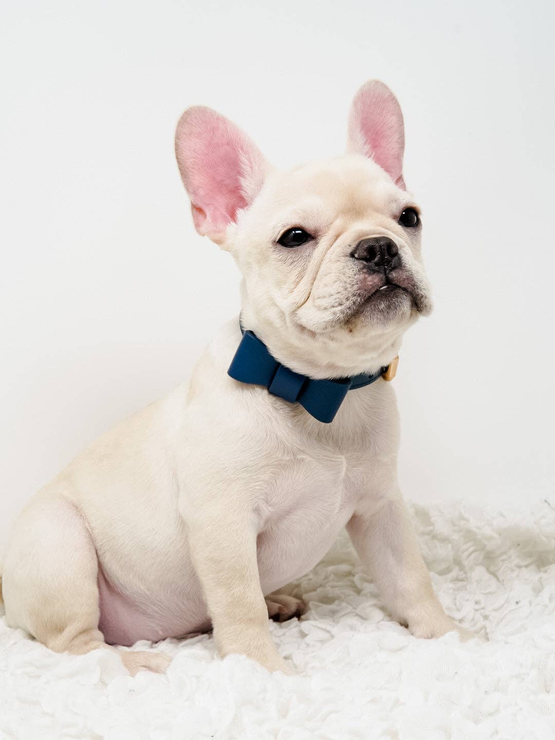 Conjunto de collar y correa para perros Signature - Azul marino