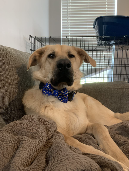 Mac and Cheese Blue Dog Bow Tie