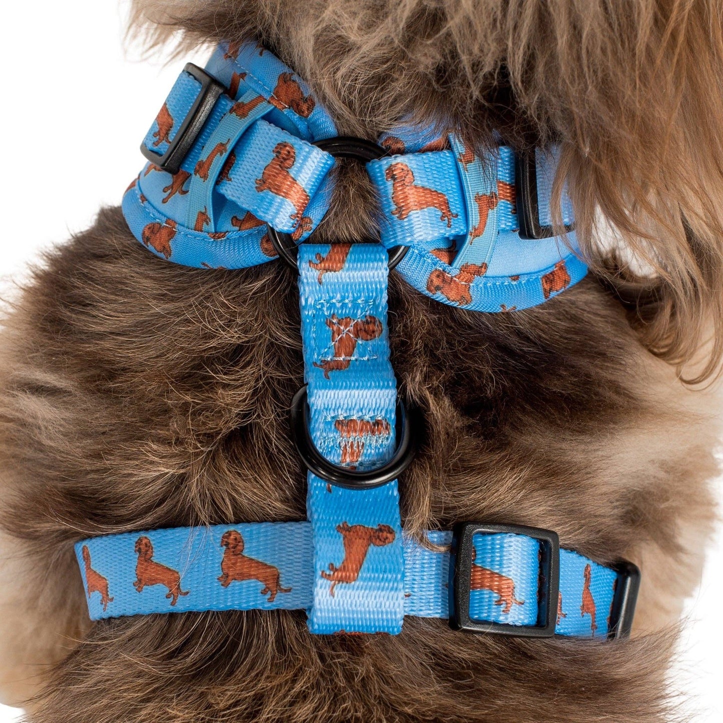 Dachshund Adjustable Dog Harness