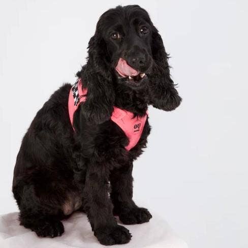 Arnés Bonbon de Moshiqa