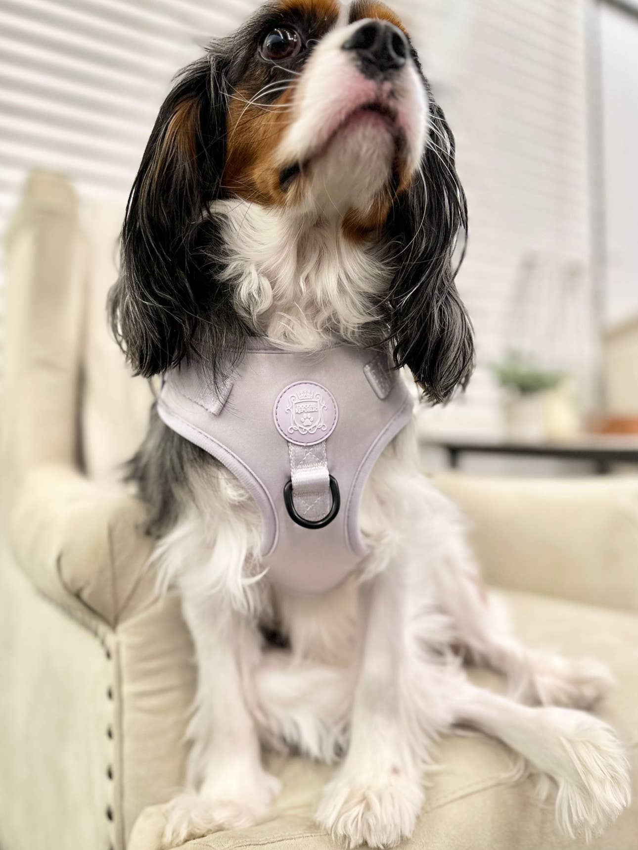 Doggie Sport Harness - I Lilac You A Lot