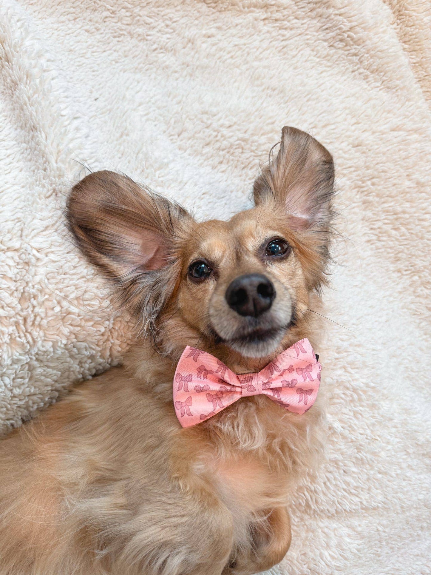 Dog Bow - Pink Coquette