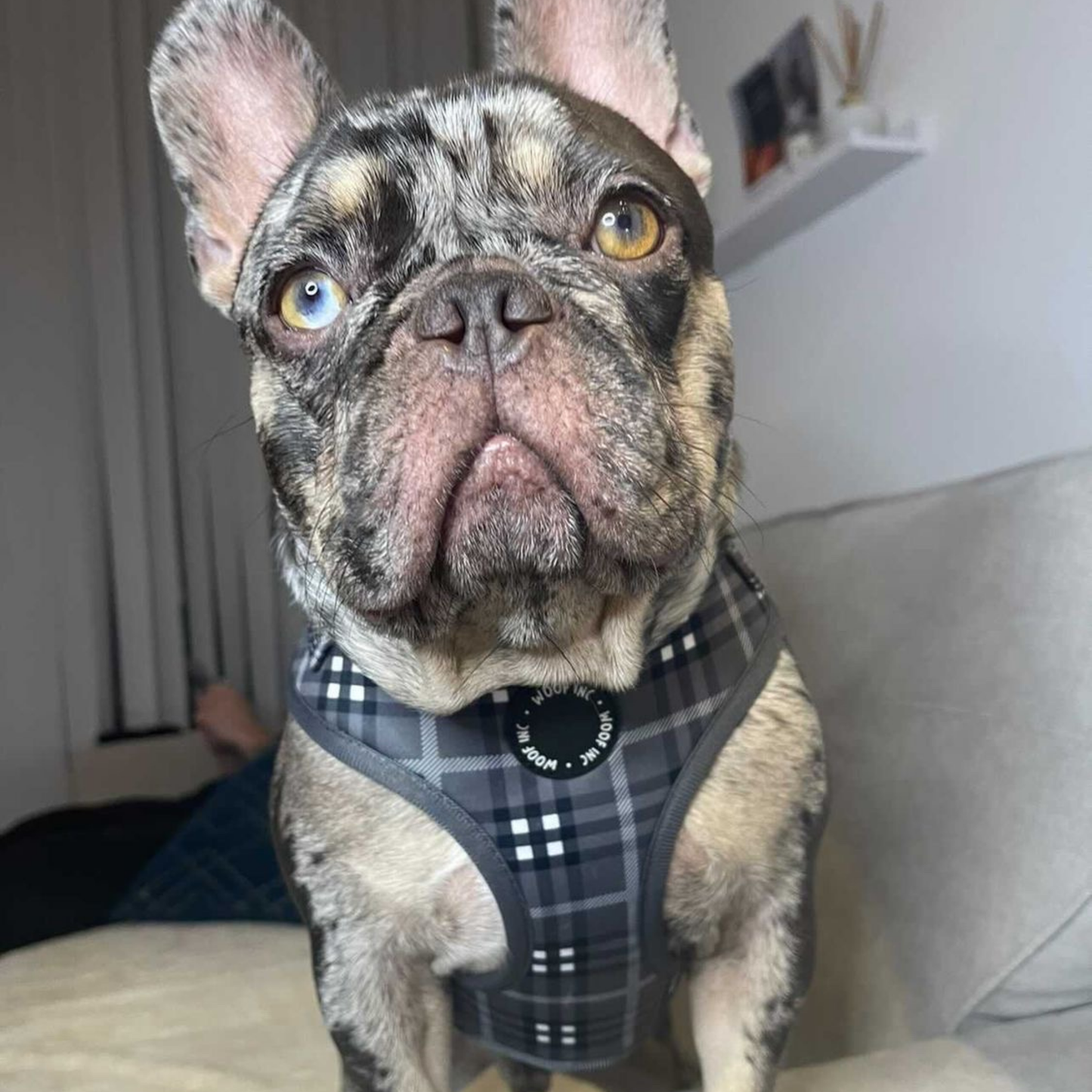 Arnés ajustable para perros con cuadros escoceses negros y grises