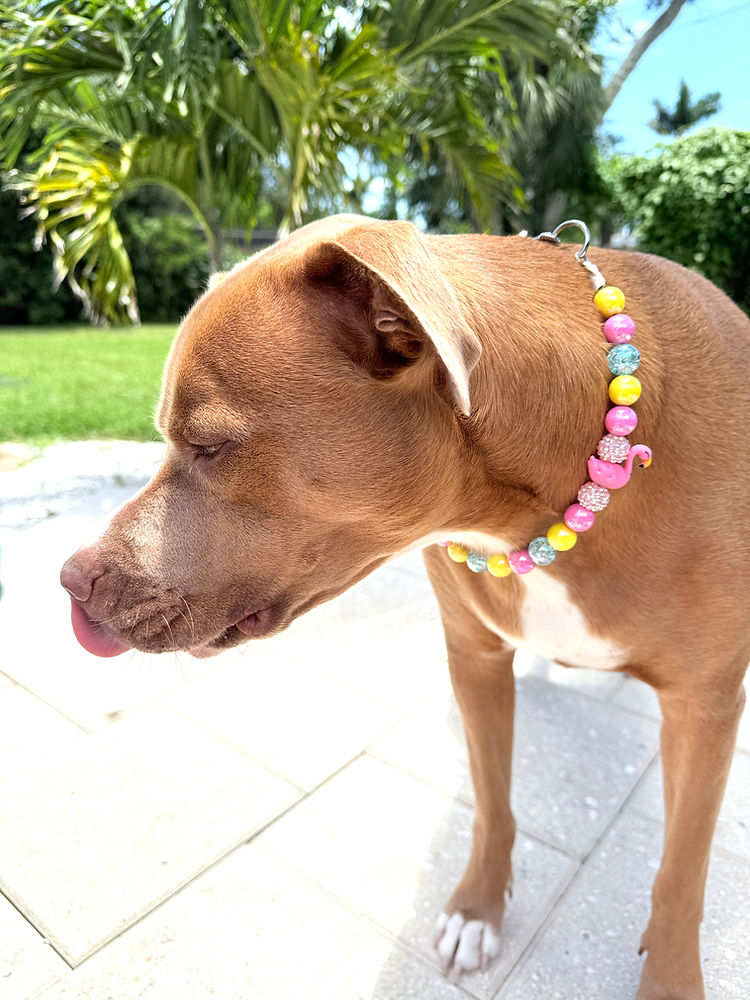 Ocean Drive Diva Beaded Dog Collar Necklace