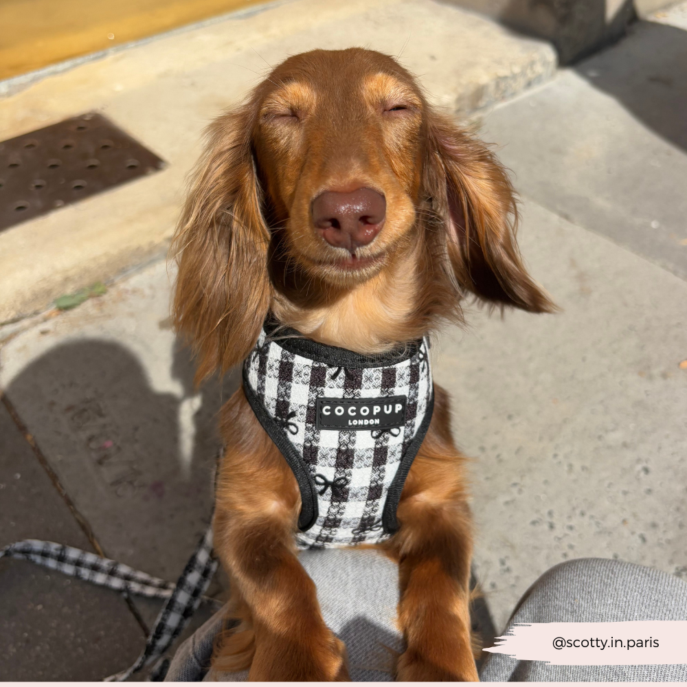 Pup in Paris Adjustable Neck Dog Harness