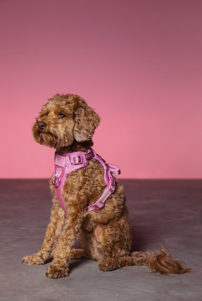 Christian Cowan x maxbone Glitz Walk Set for Dogs
