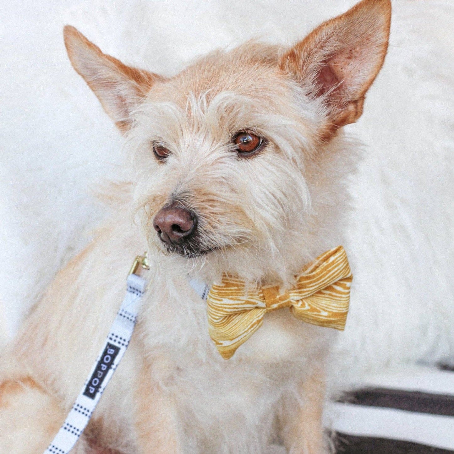 Chanterelle Mini Bow Tie