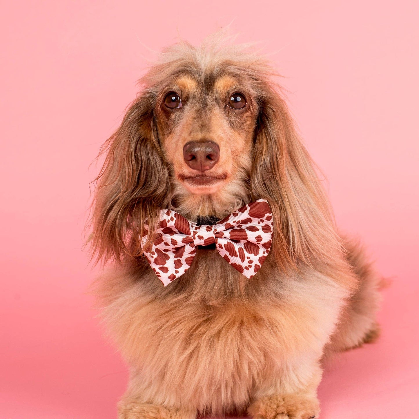 Rodeo Dog Bow Tie