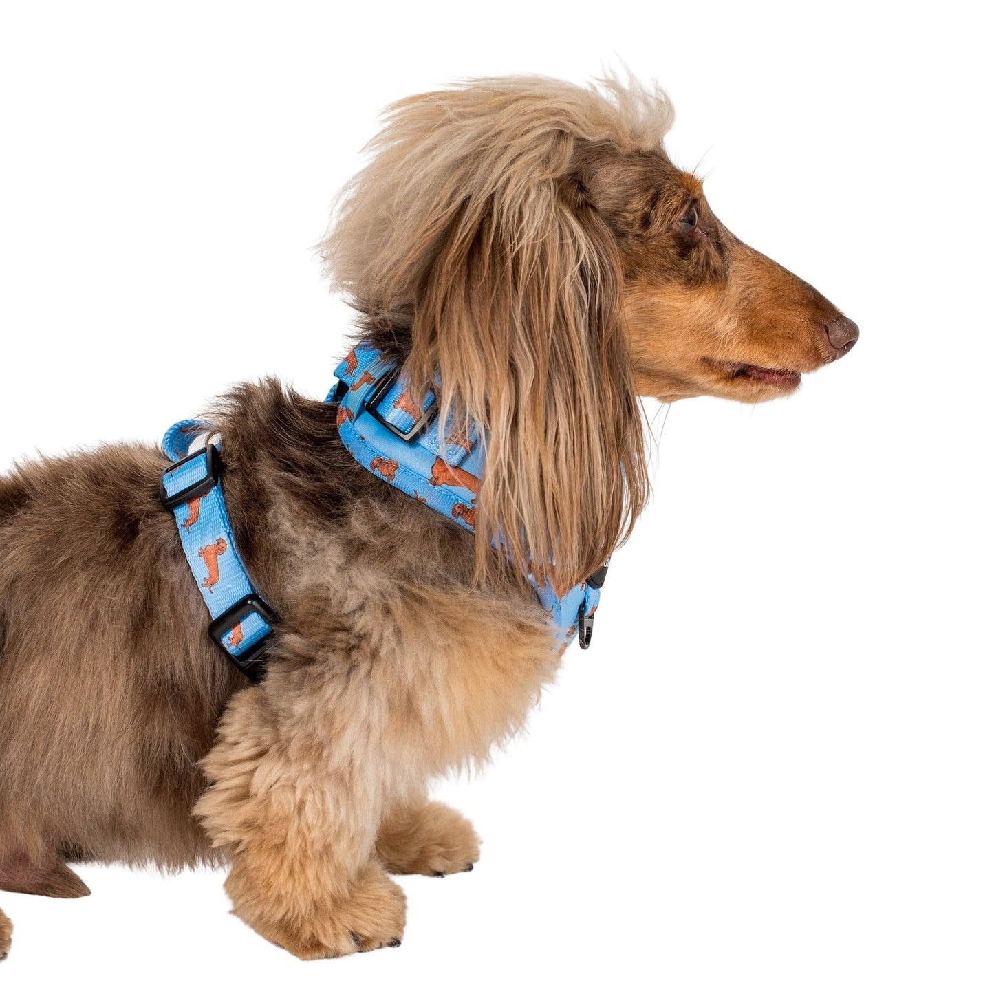 Arnés ajustable para perros Dachshund
