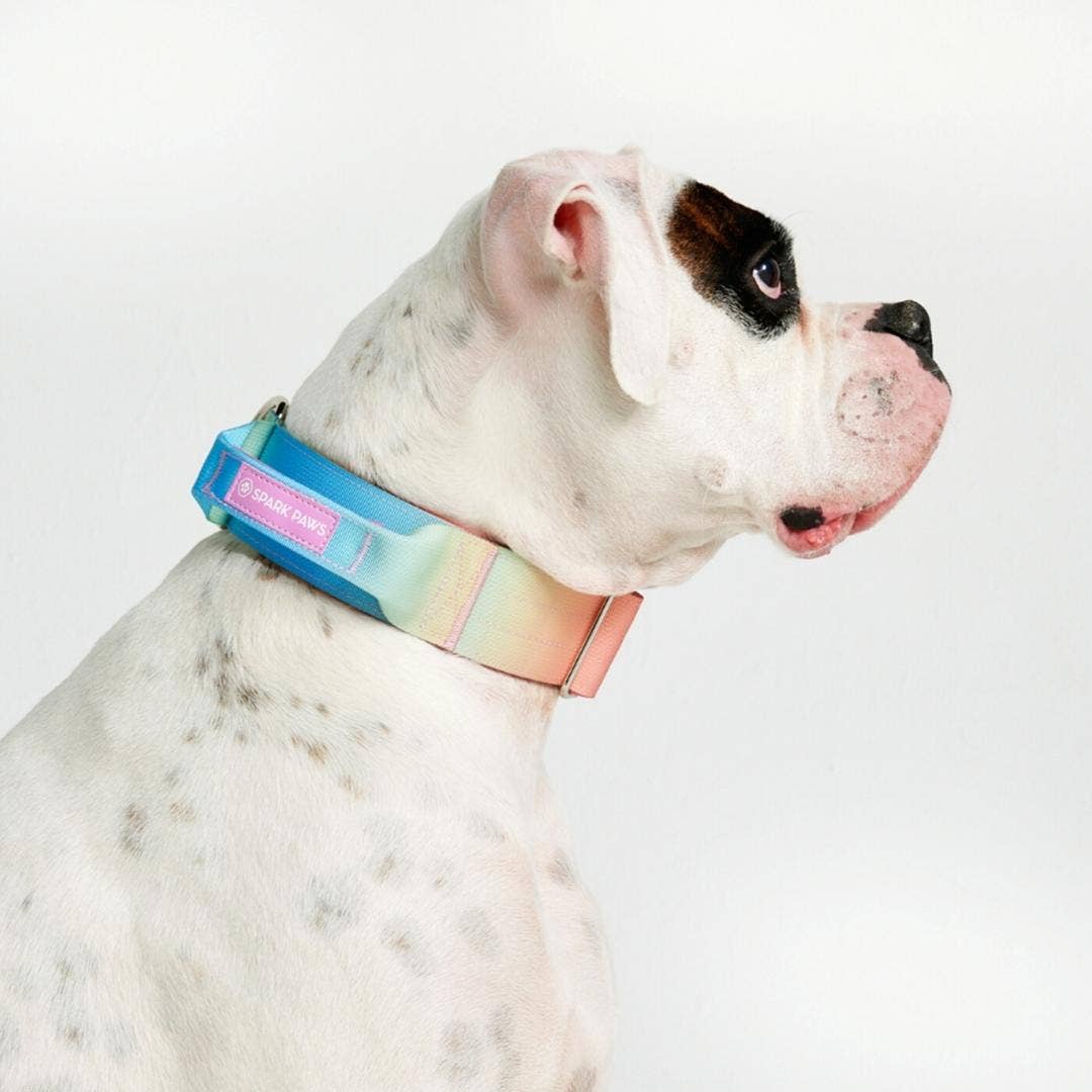 Tactical Dog Collar - Pastel Icing