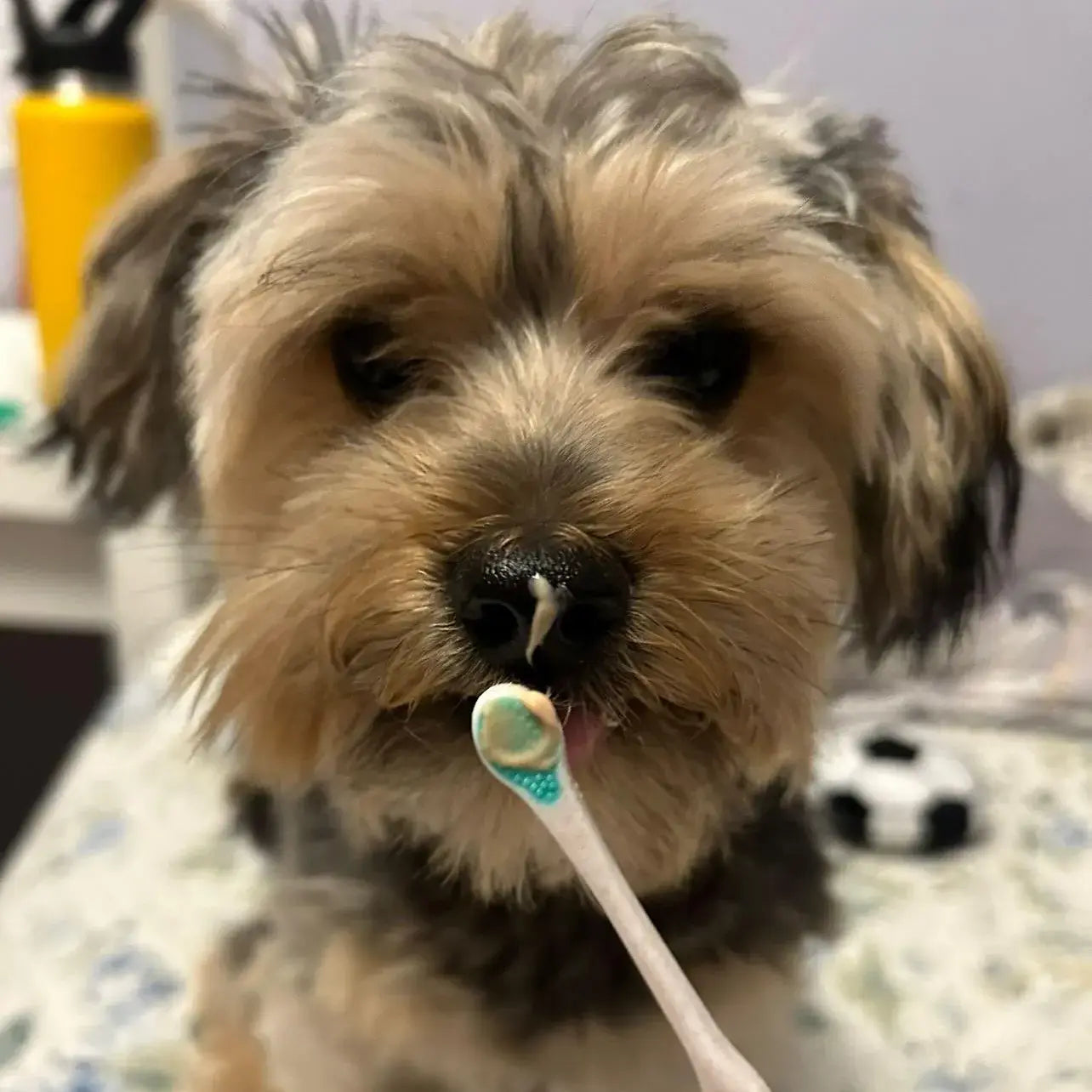 Puppy Polisher Toothbrush - Extra Small