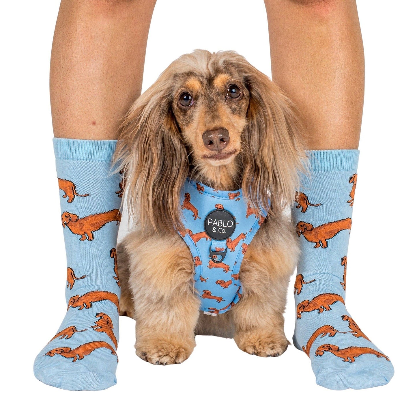 Arnés ajustable para perros Dachshund