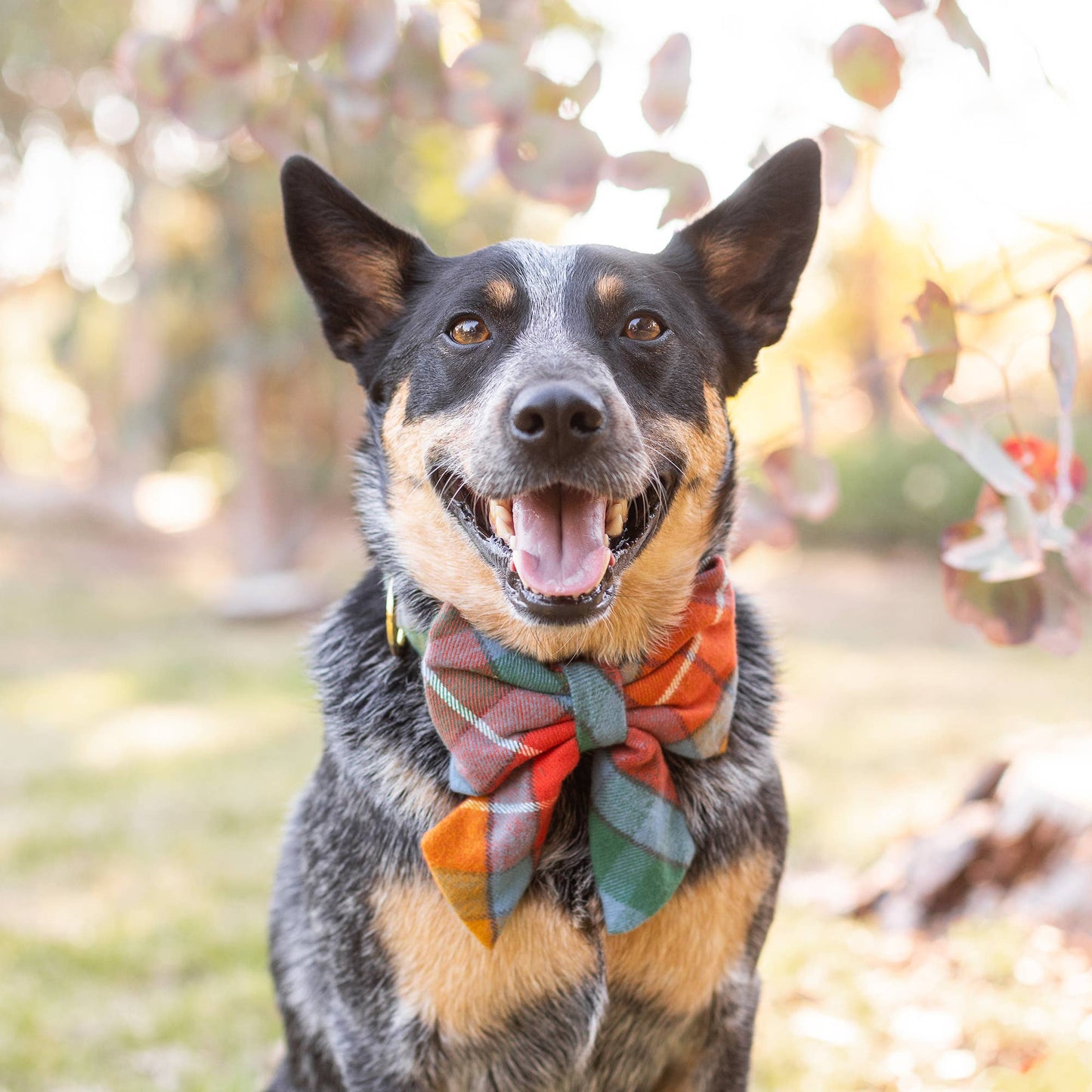 Buchanan Plaid Fall Lady Dog Bow