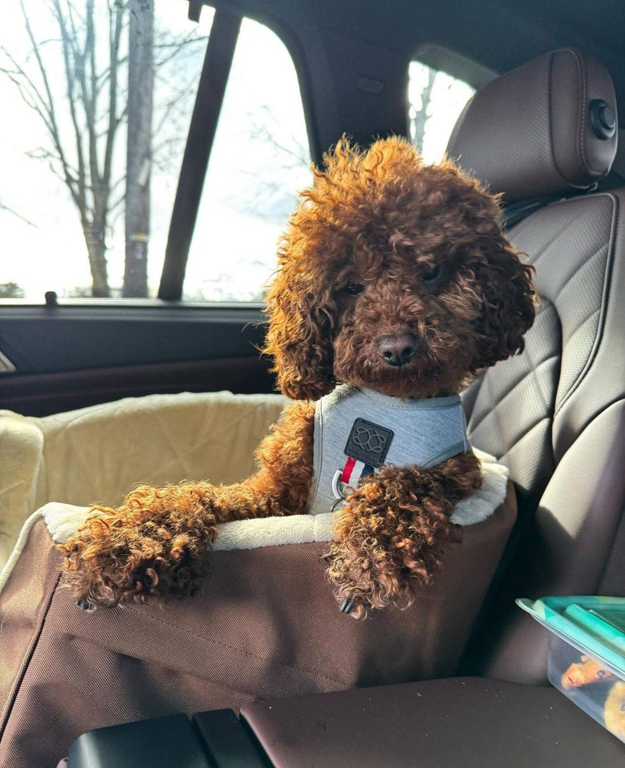 Luxe No-Pull Step-In Dog Harness - Champion Gray