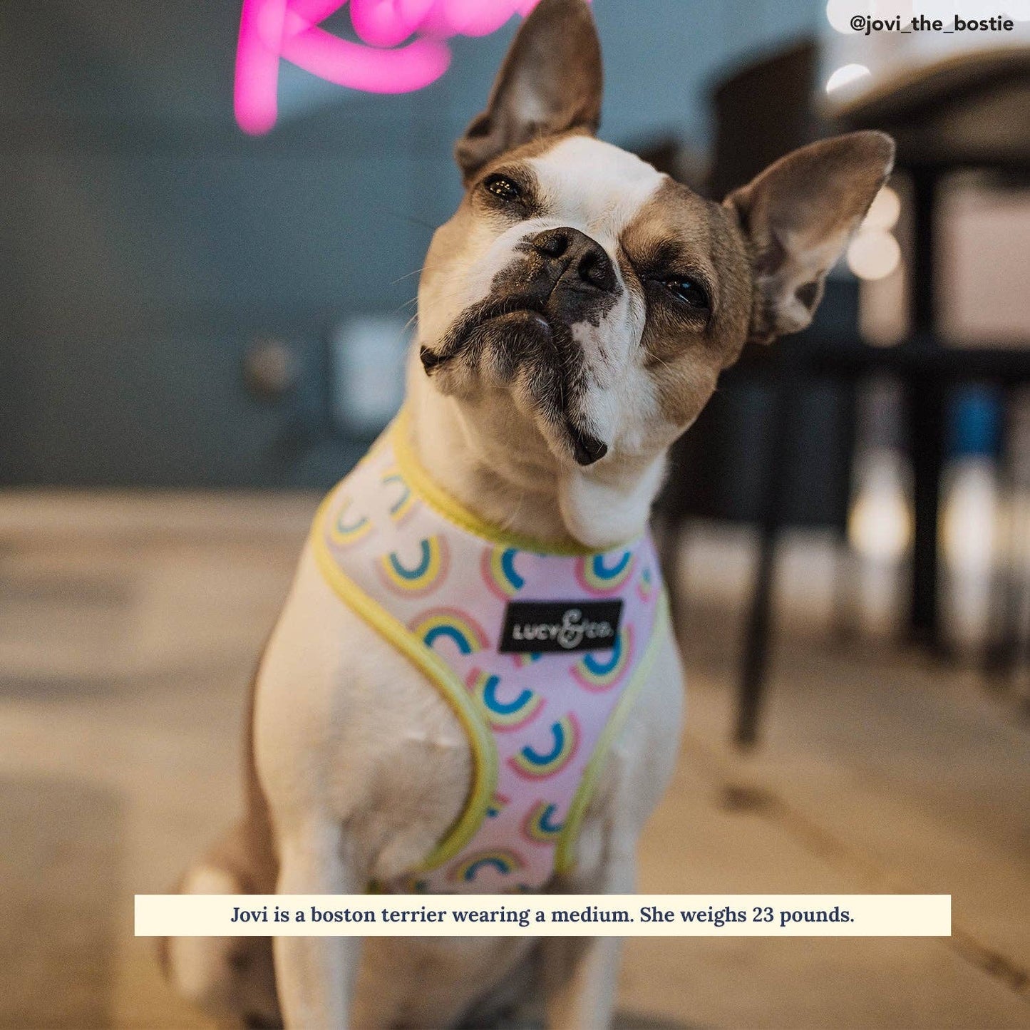 The Making Rainbows Reversible Harness