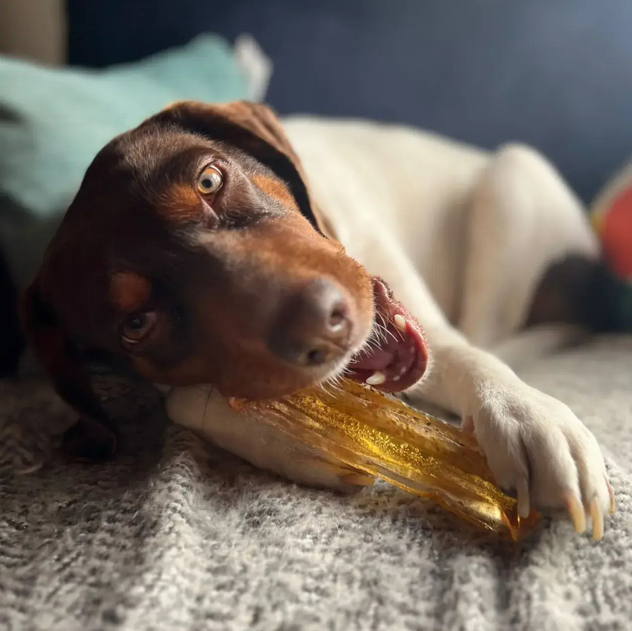 Mighty Marrows Collagen Dental Chew - Bacon Small