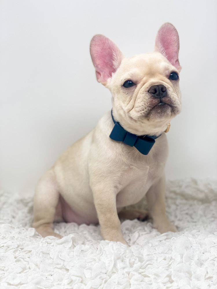 Conjunto de collar y correa para perros Signature - Azul marino