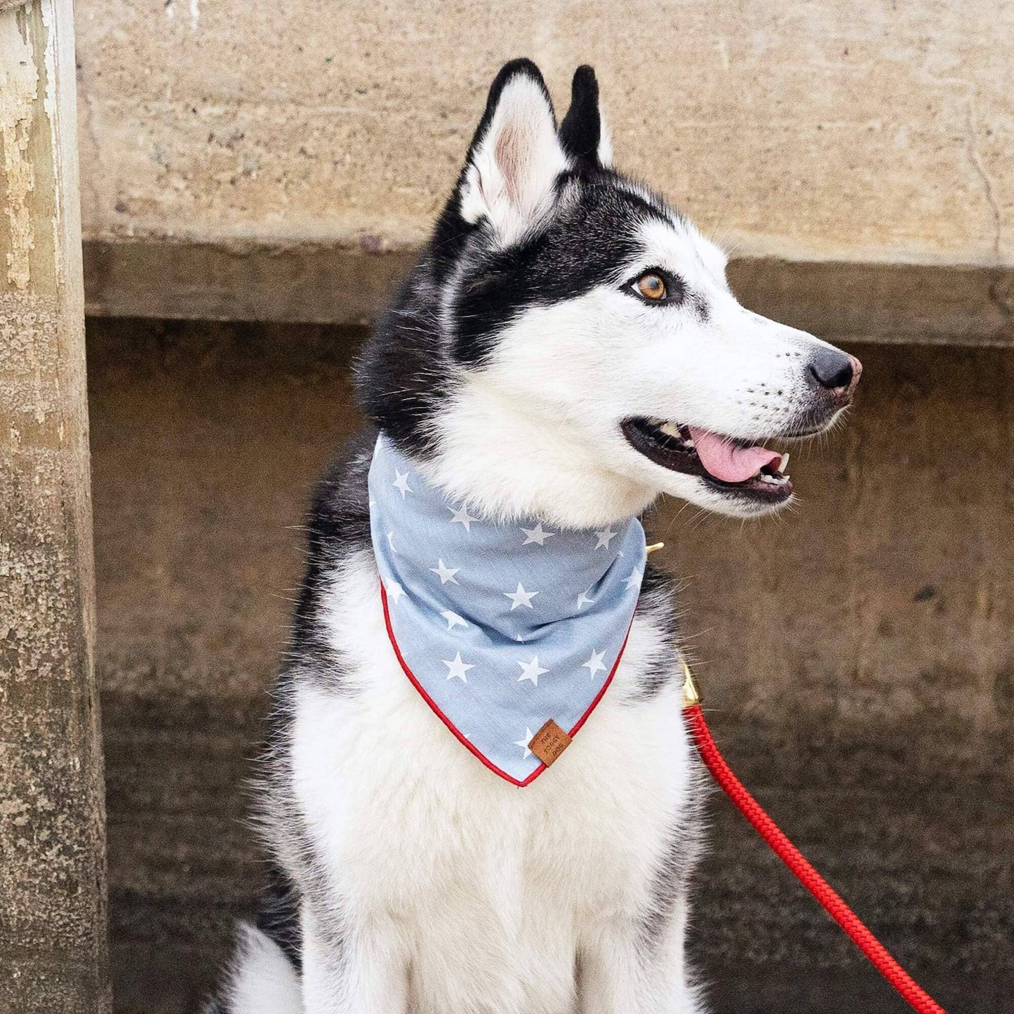Liberty Stars Dog Bandana