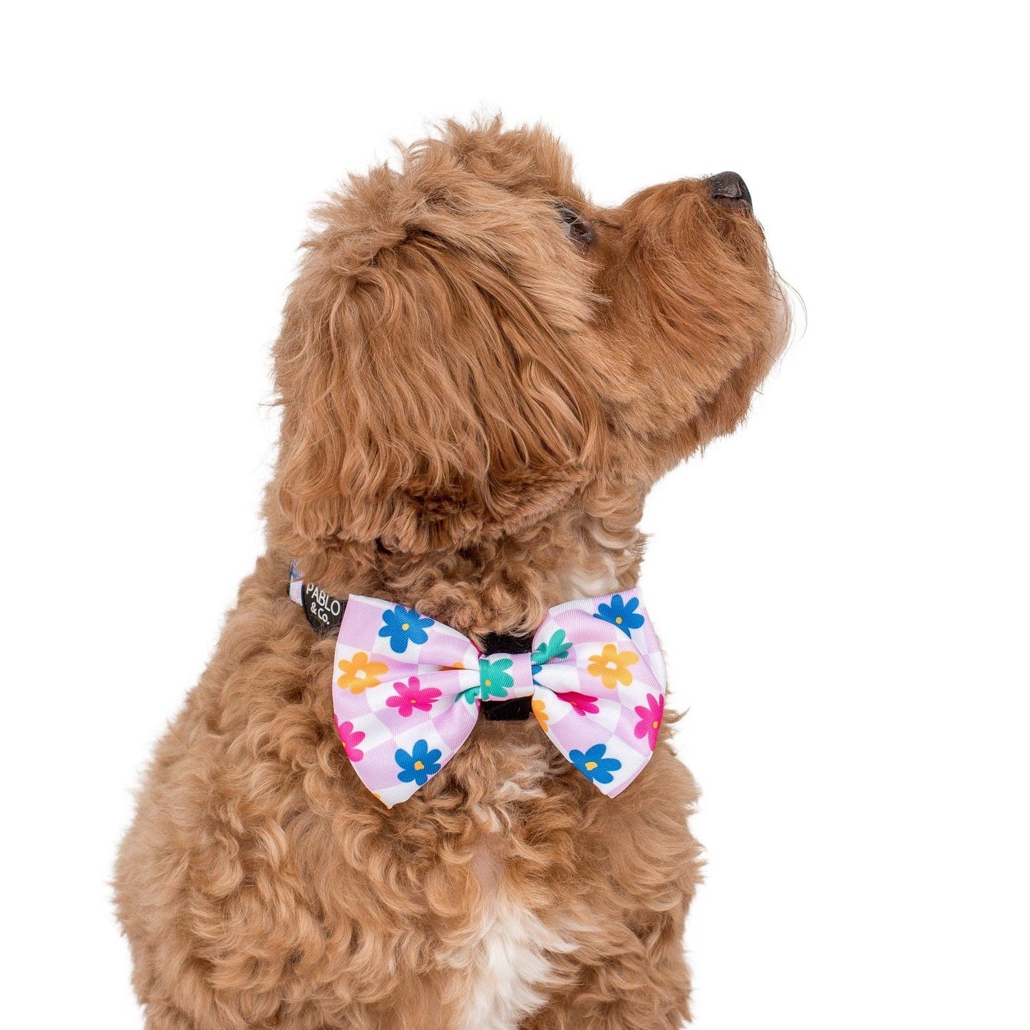 Pajarita para perro con margaritas encantadoras