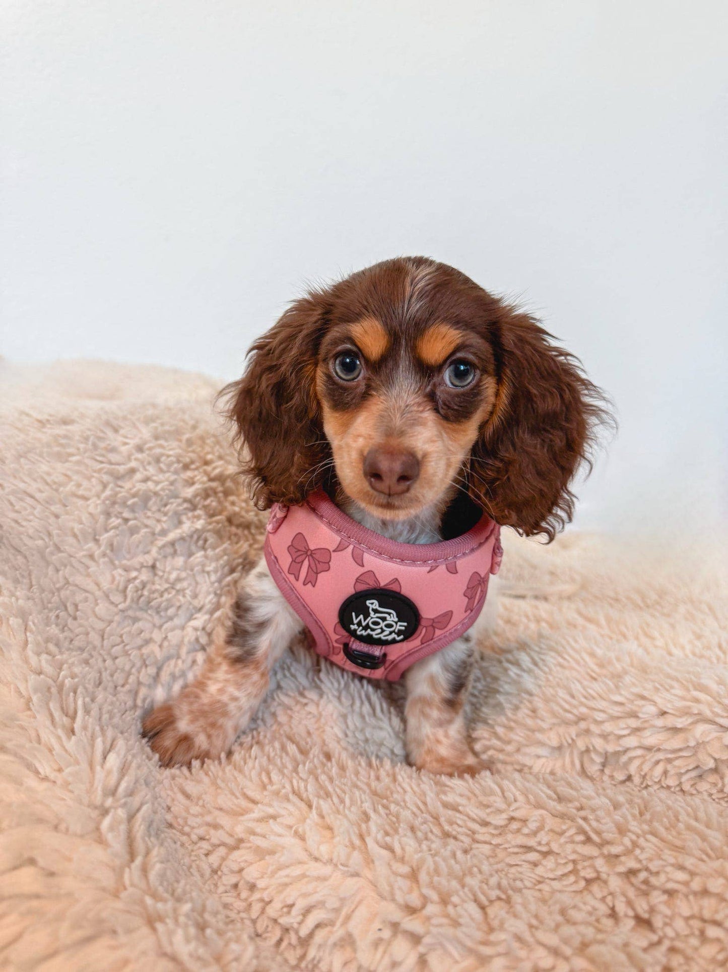 Adjustable Dog Harness - Pink Coquette