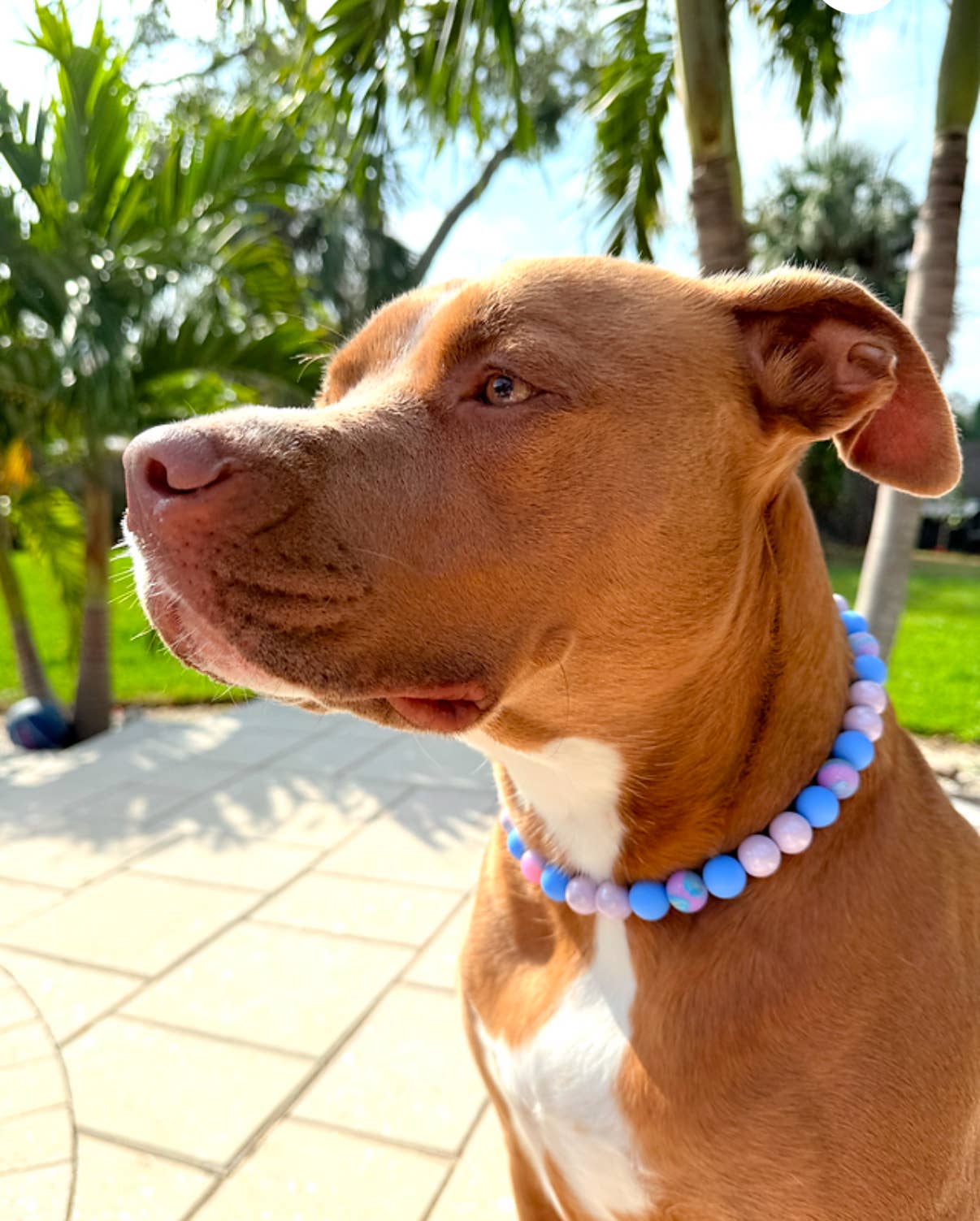 Cosmic Beaded Dog Collar Necklace