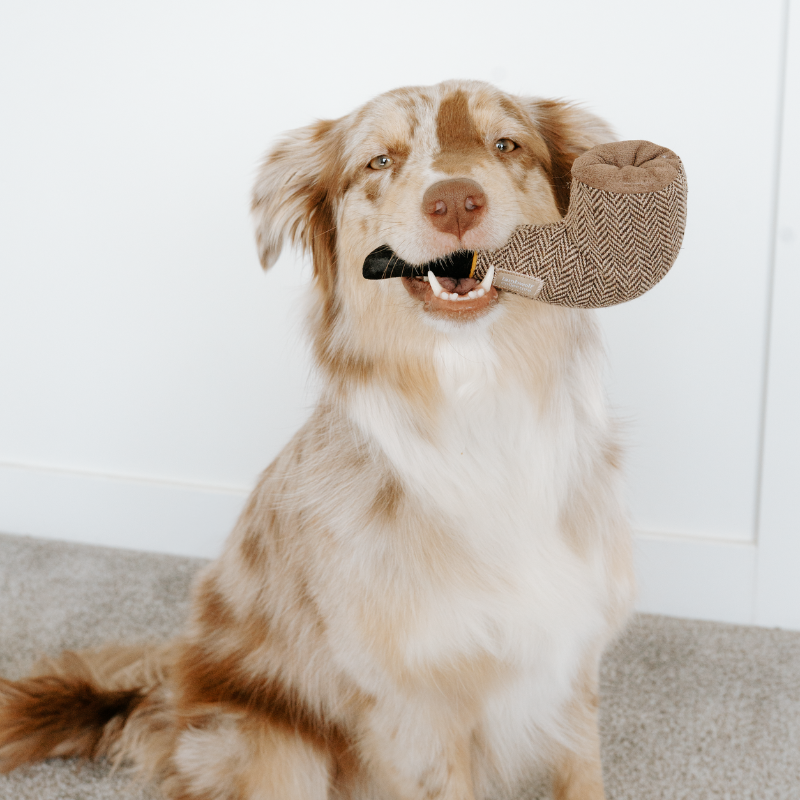 Dali Enrichement Dog Toy