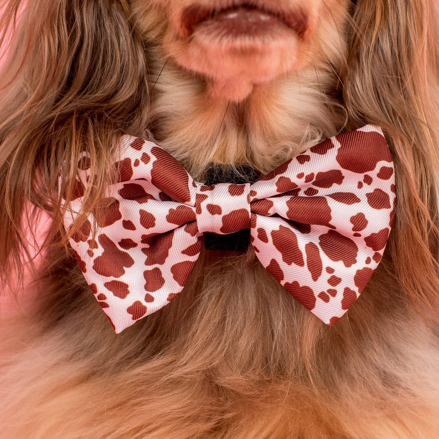 Rodeo Dog Bow Tie