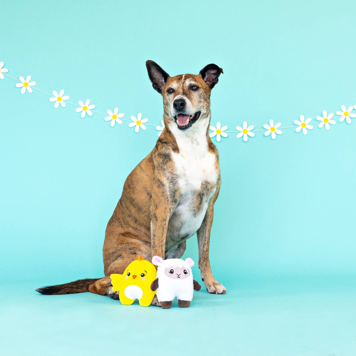 Hoppy Together 2 Piece Dog Toy Set