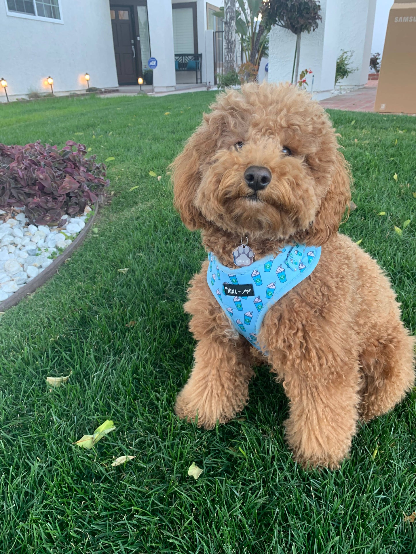Arnés ajustable para perros Blue Pupshake