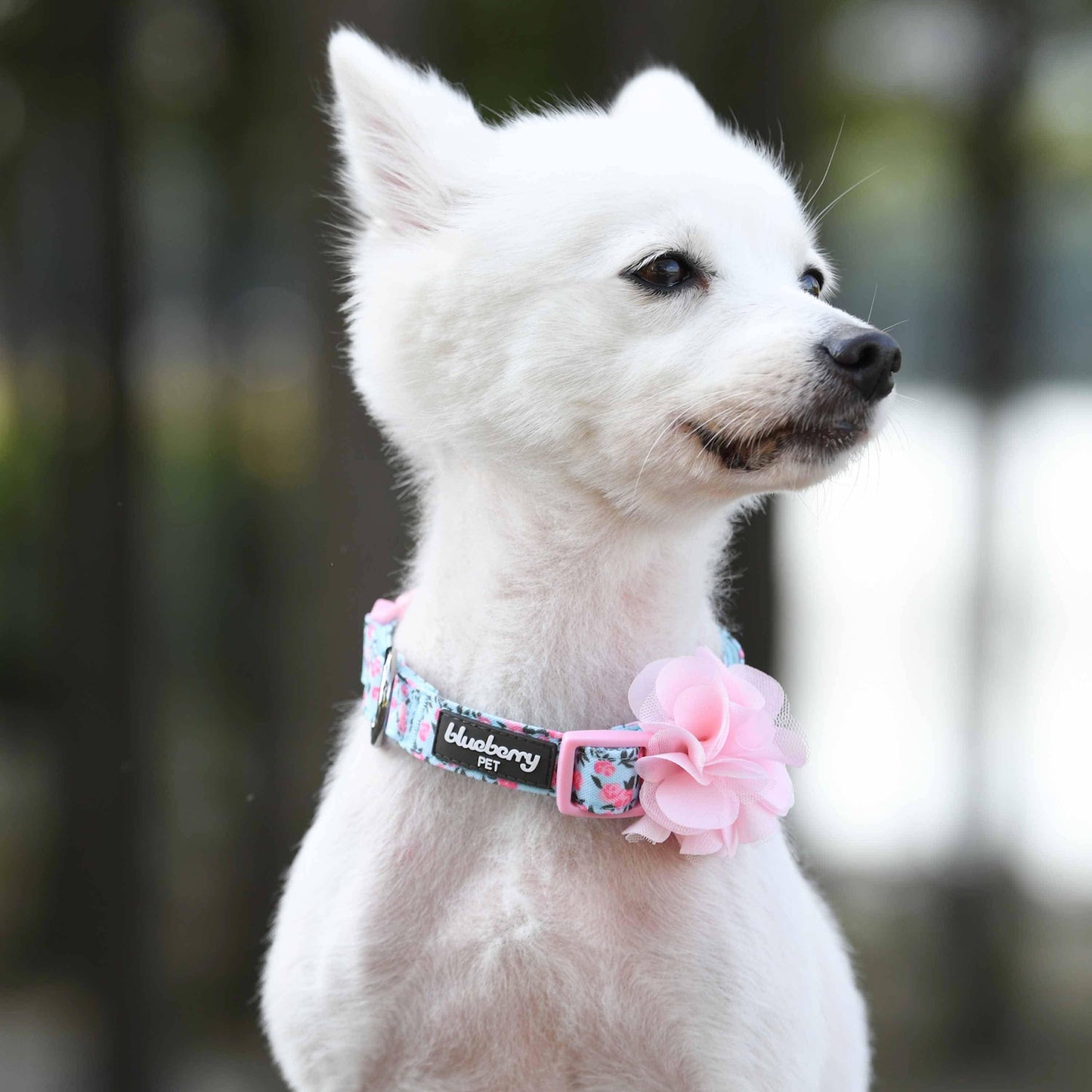 Floral Dog Collar with Flower - Assorted Colors