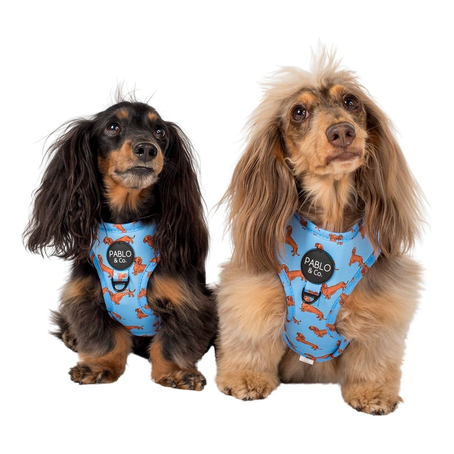 Arnés ajustable para perros Dachshund