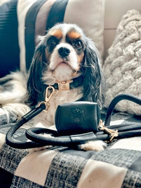 The Doggie Collar - Assorted Styles