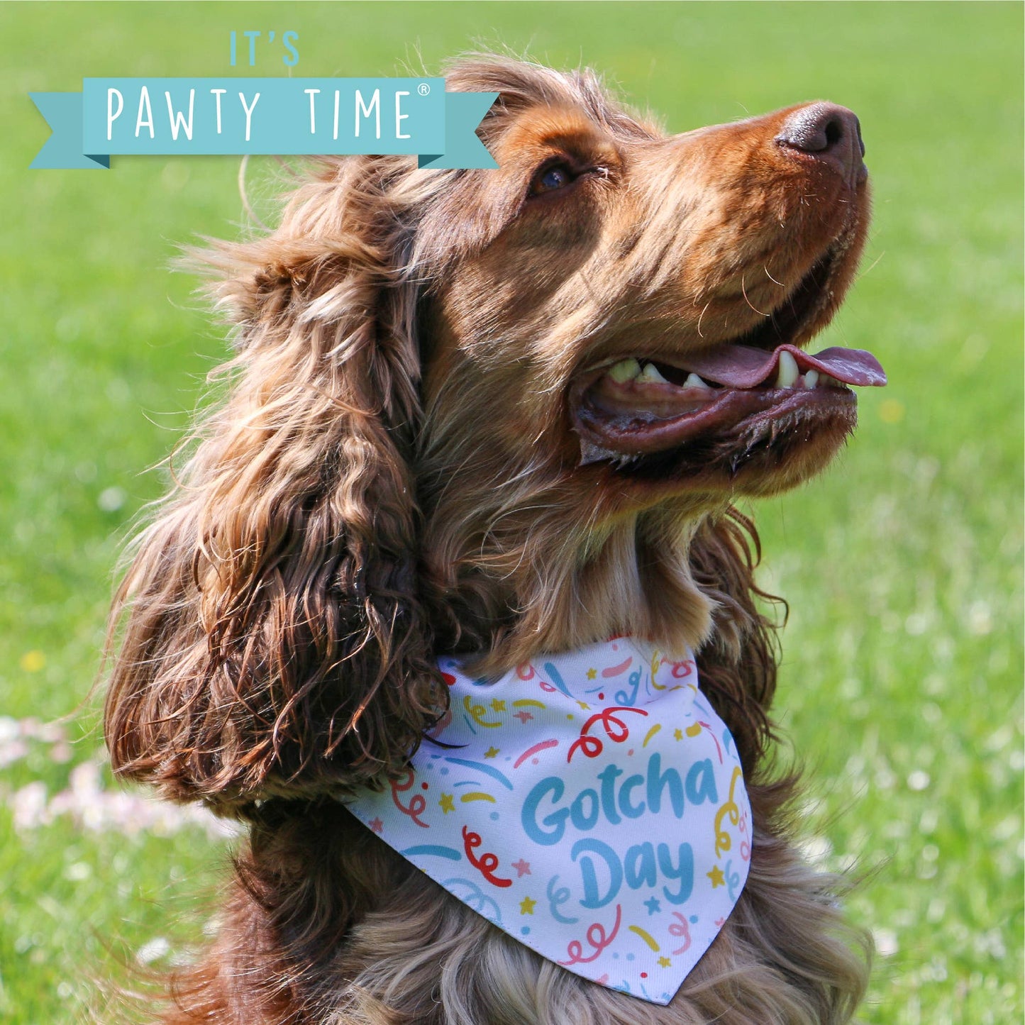 Pawty Time Gotcha Day Bandana - Assorted Sizes