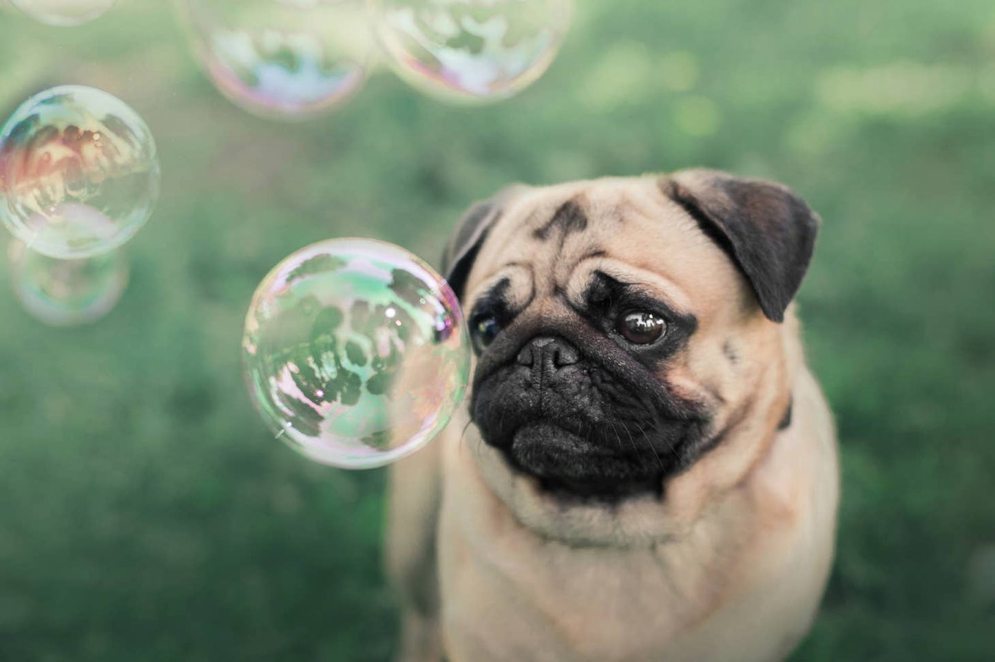 Meaty Bubbles - Assorted Flavors