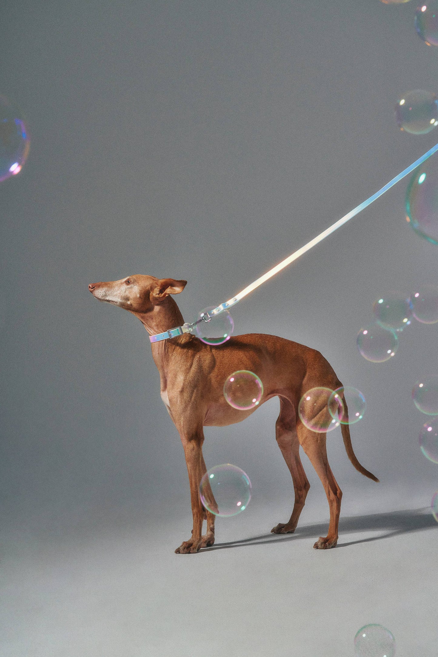 Dog Collar - Holographic Lunar