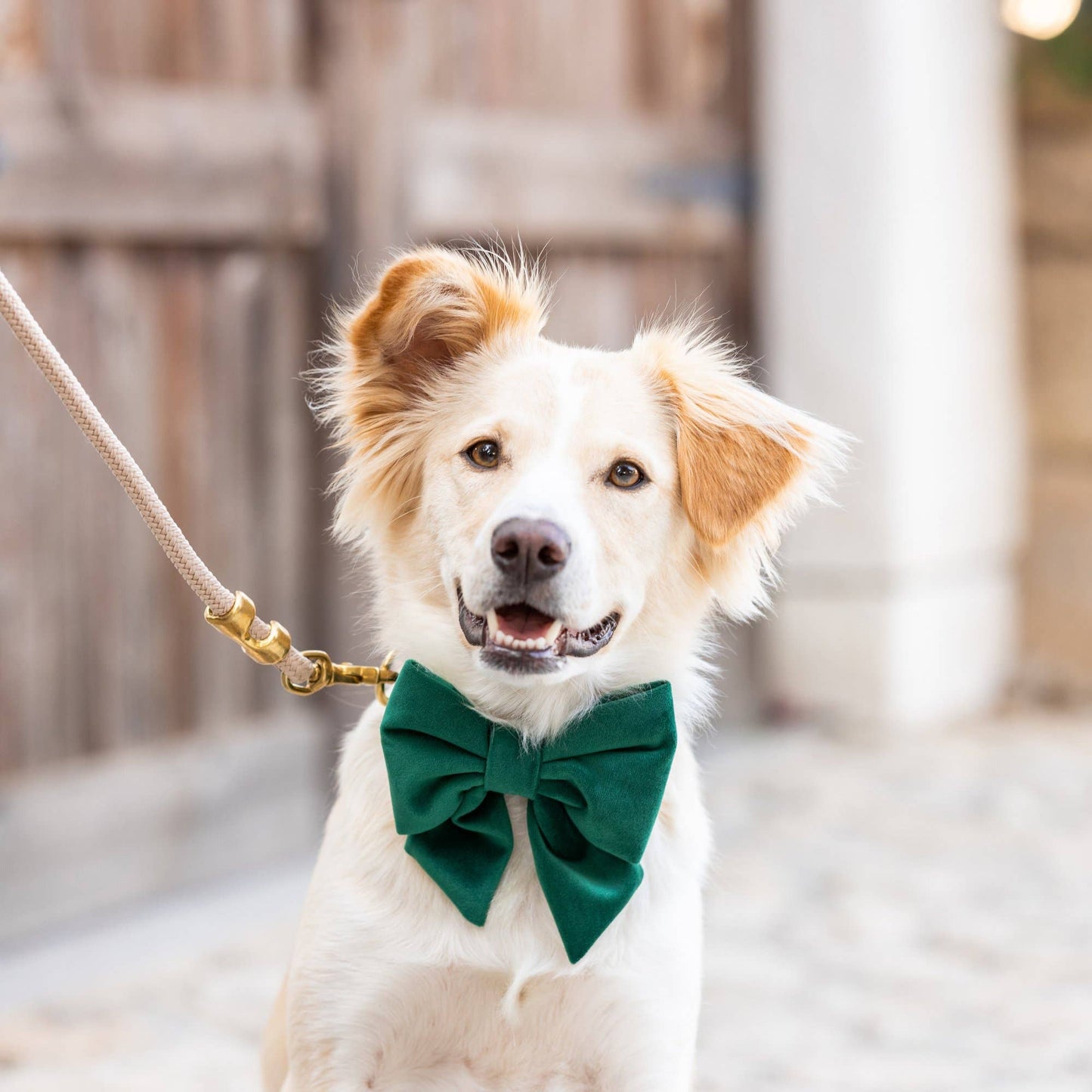 Forest Green Velvet St. Patrick's Day Lady Dog Bow