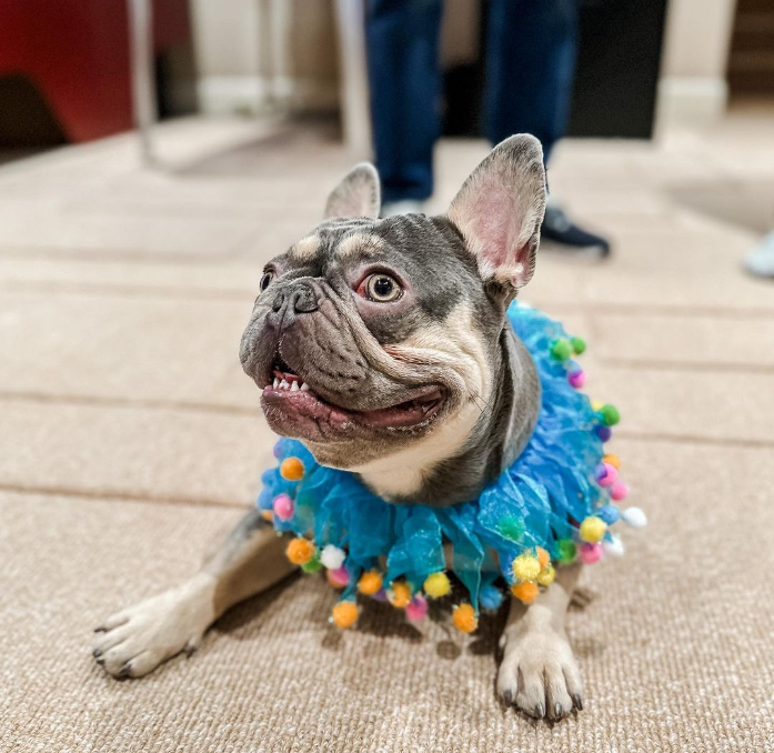Midlee Birthday Dog Collar - Assorted Colors/Sizes