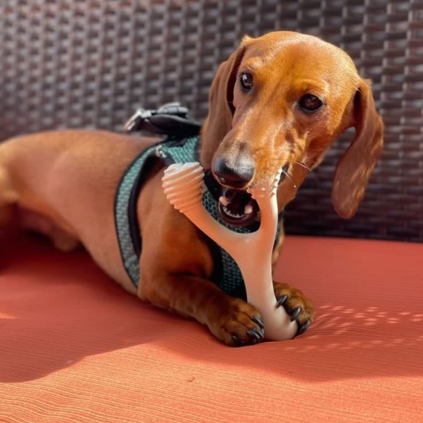 BetterBone HARD Durable All-Natural No Nylon Beef - Assorted Sizes