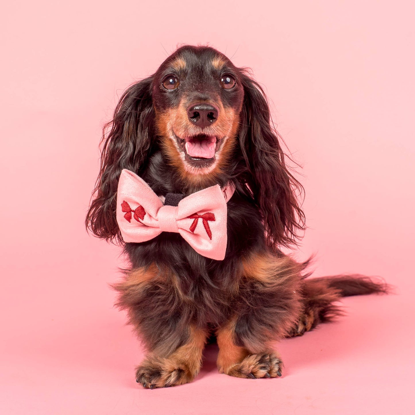 Velvet Blush Bows Embroidered Dog Bow Tie