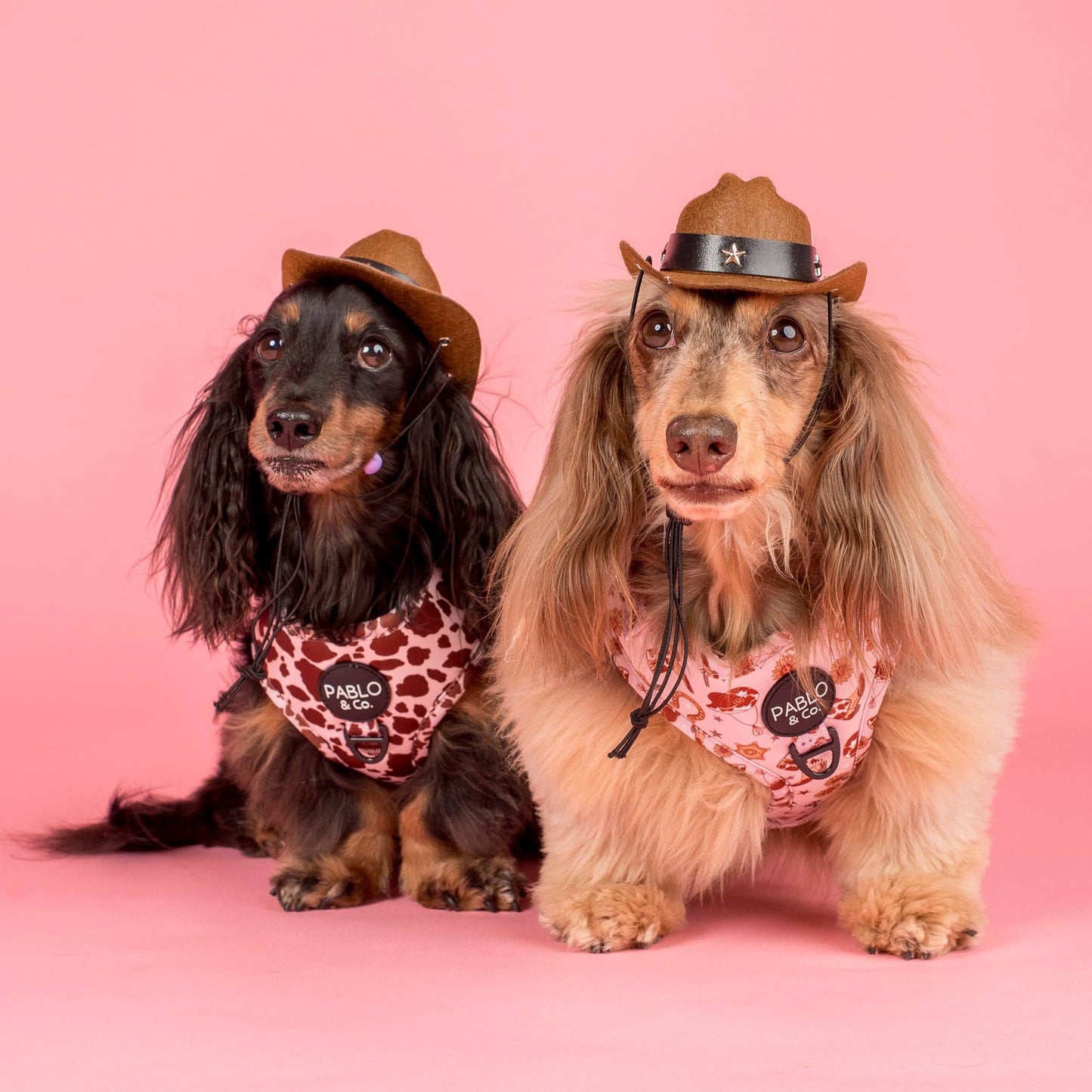Howdy Adjustable Dog Harness