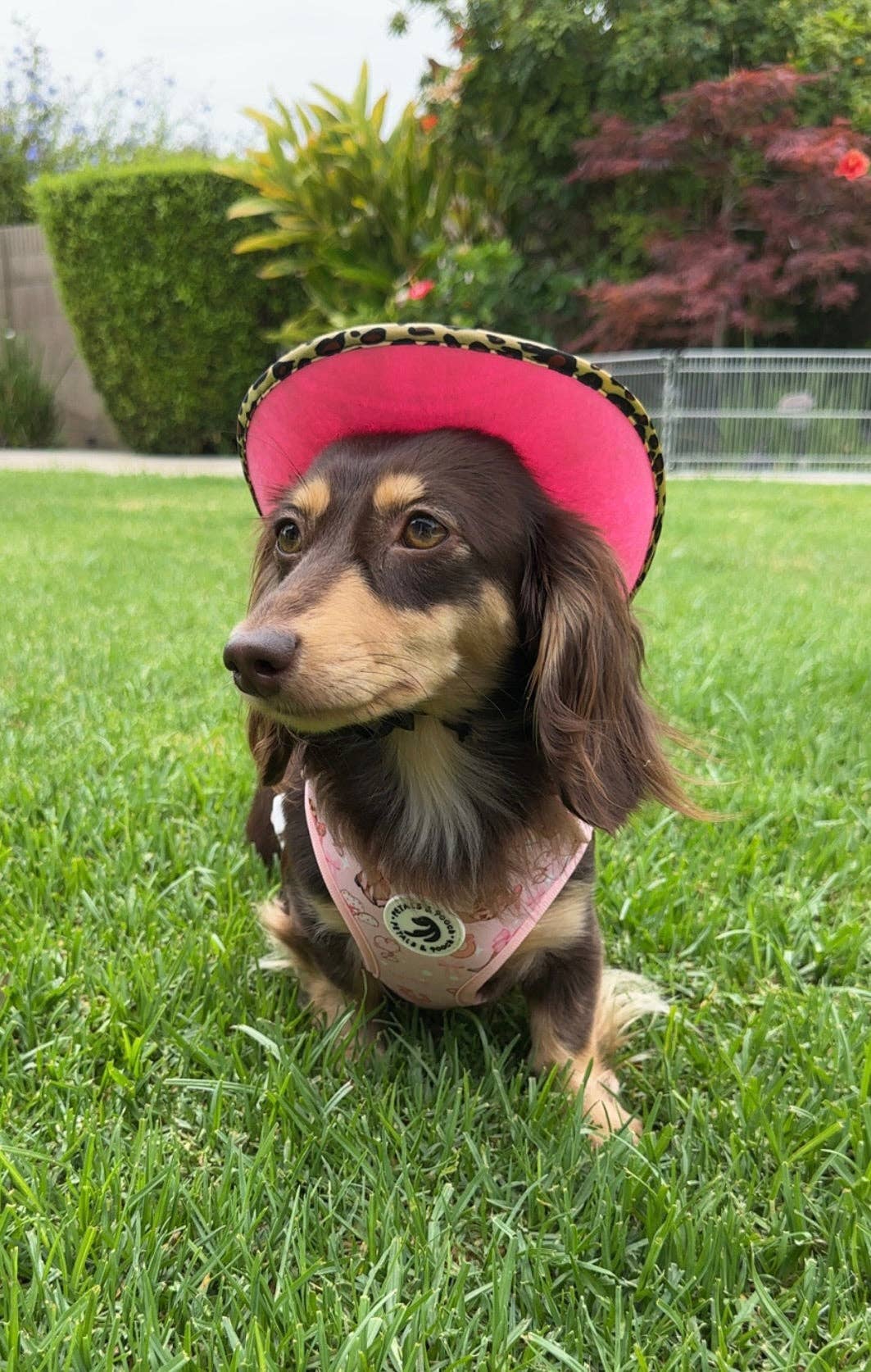 Giddy Pup Adjustable Dog Harness