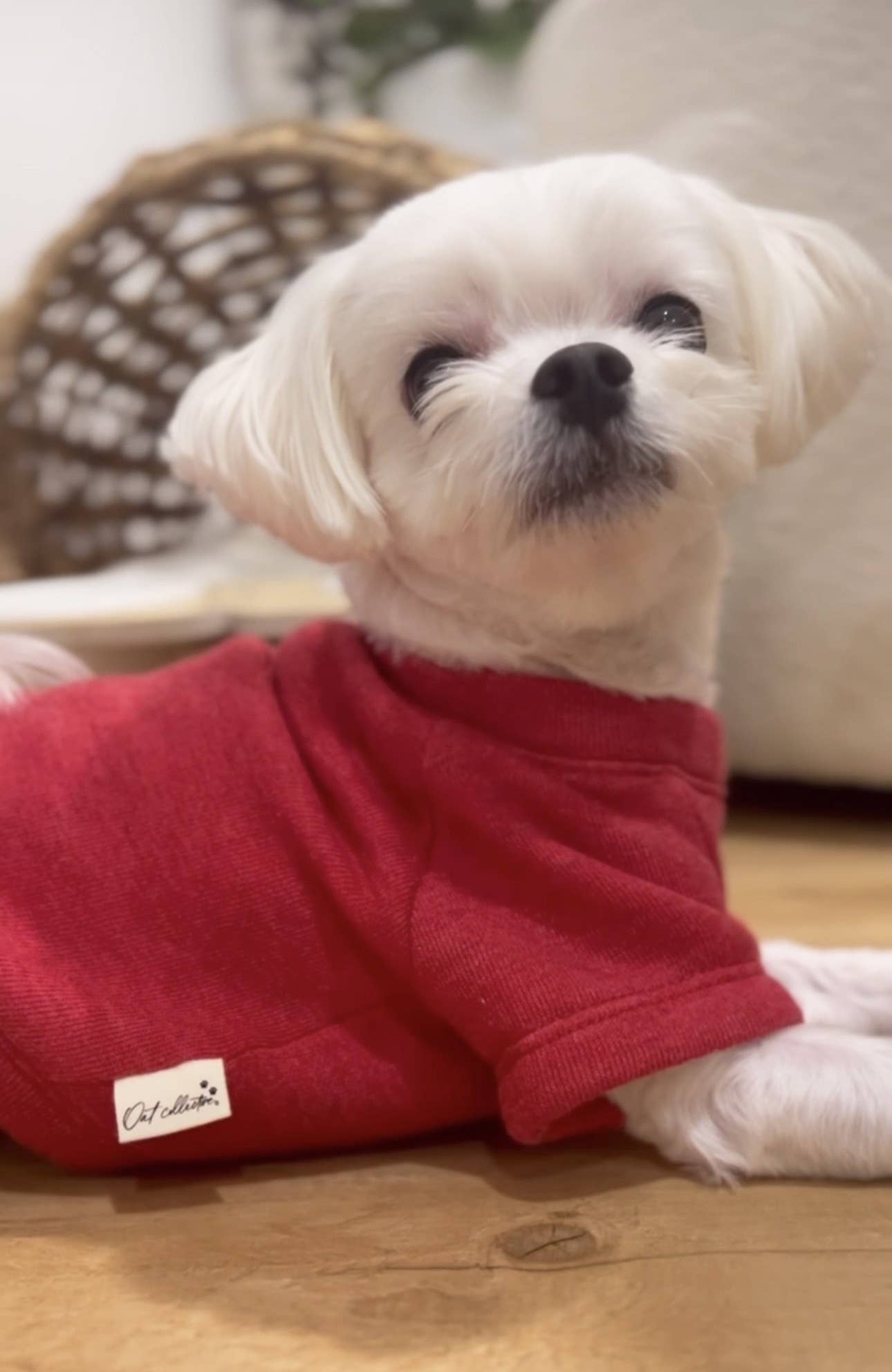 Love Bow Dog Graphic Sweatshirt