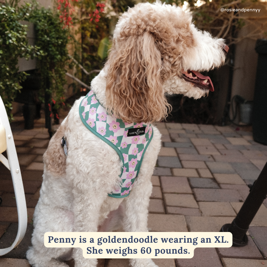 Just Chill Reversible Dog Harness