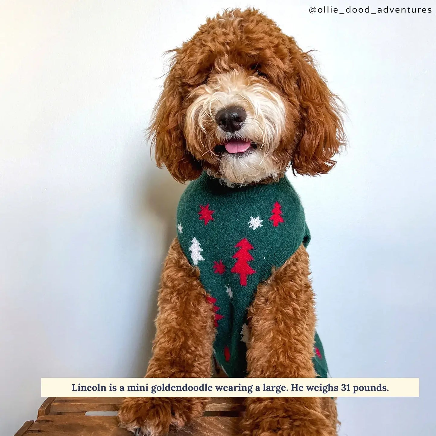 Joy to the World Dog Sweater