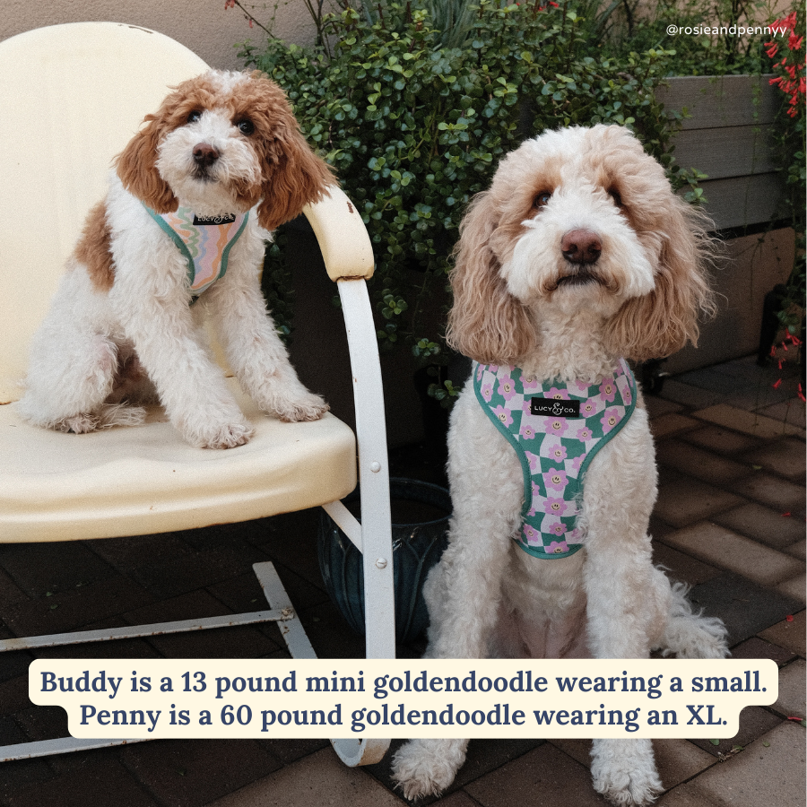 Just Chill Reversible Dog Harness