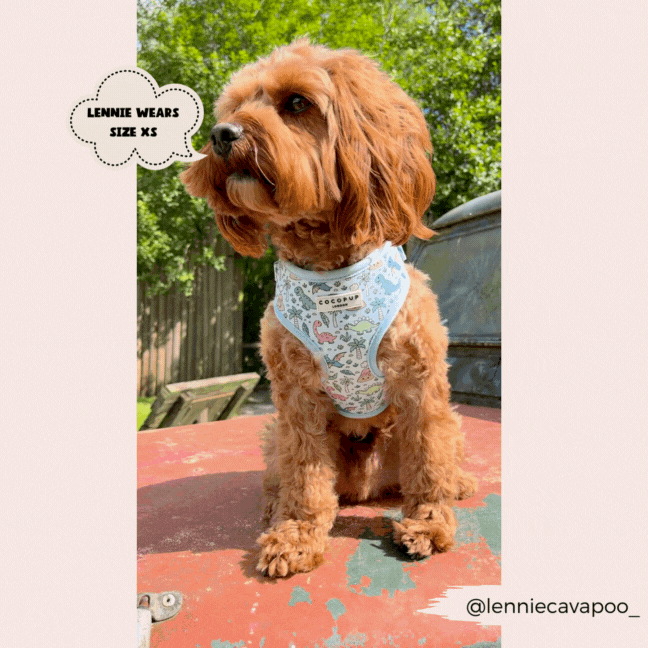 Dinopaws Adjustable Neck Dog Harness