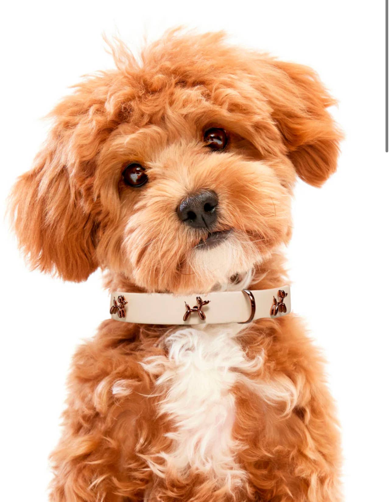 SANDDOG DOG COLLAR - BEIGE