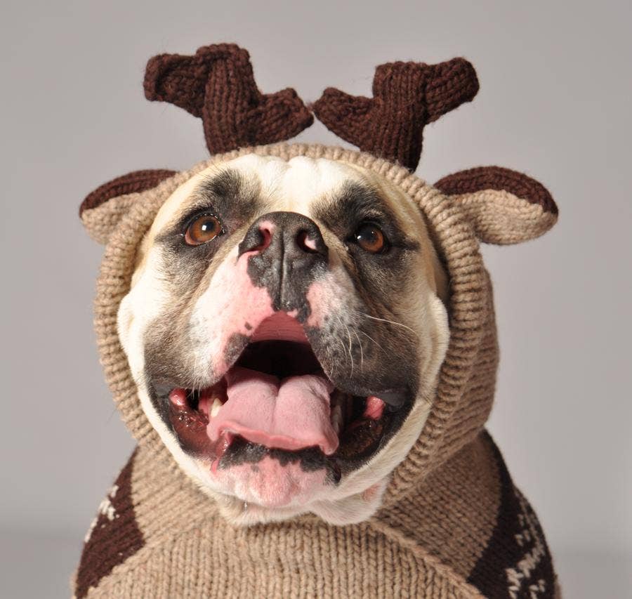 Moosey Dog Hoodie